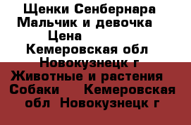 Щенки Сенбернара. Мальчик и девочка. › Цена ­ 10 000 - Кемеровская обл., Новокузнецк г. Животные и растения » Собаки   . Кемеровская обл.,Новокузнецк г.
